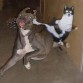 Karate Cat...